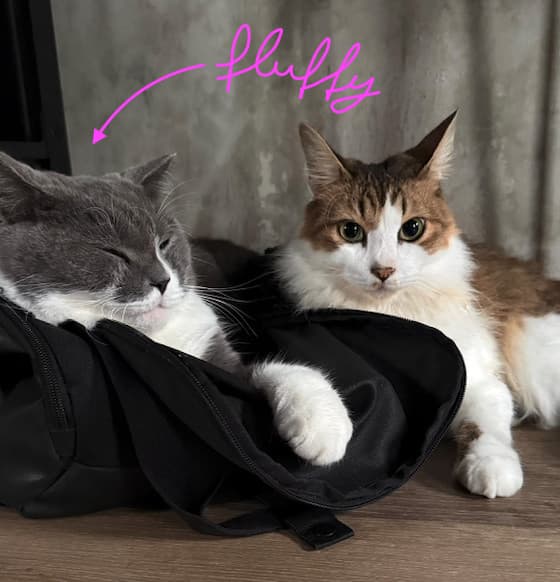 Fluffy the grey British Shorthair (left) and his best friend Bubbles (right)